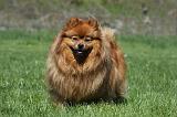 SPITZ ALLEMAND 447